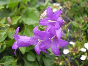 Campanula autraniana